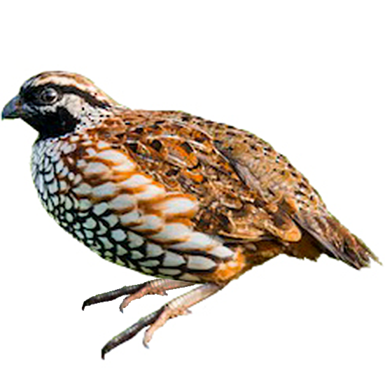  Bobwhite Quail Breeds